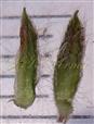  Sepals